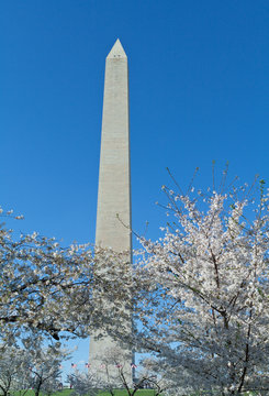 Cherry Blossoms Surrounding Washington Monument DC