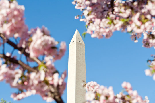 Washington Monument Surrounded Cherry Blossoms DC