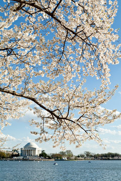 Cherry Blossoms Tidal Basin Jefferson Memorial DC