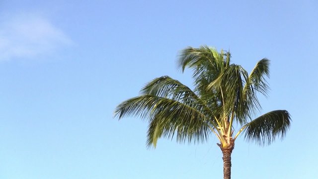 Palm Tree in the Wind with Blue Sky