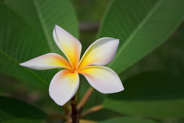 Plumeria flowers