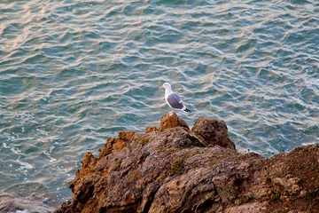 Fotobehang A seagull © pulen