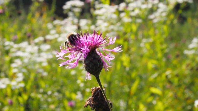bee on a flower macro