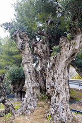 Olivos en Carabaña