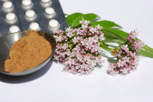 Echter Baldrian (Valeriana officinalis) Wurzelextrakt