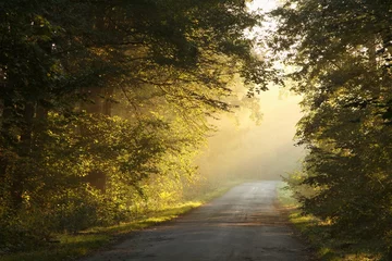  Landweg in het herfstbos op een mistige ochtend © Aniszewski