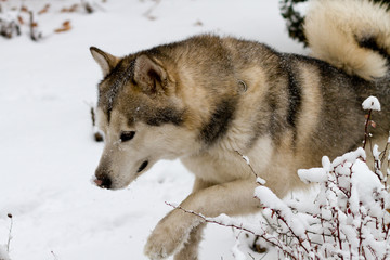 Alaskan Malamute