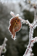 givre