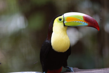 Toucan Ramphastos sulfuratus colorful Tucan bird in zoo