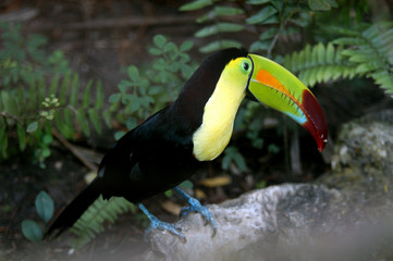 Toucan Ramphastos sulfuratus colorful Tucan bird in zoo