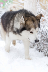 Alaskan Malamute
