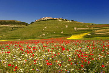 flowers and  village of Castelluccio di