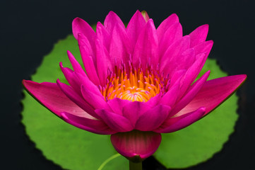 Water Lily