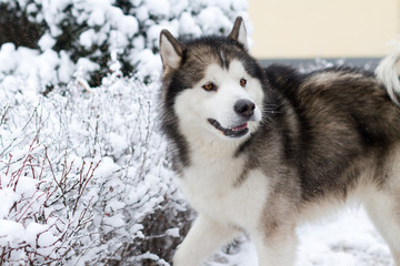 Alaskan Malamute