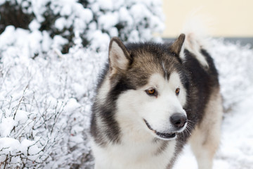 Alaskan Malamute
