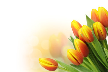 Beautiful tulips with copy space