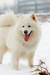 Naklejka premium Samoyed