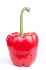 red pepper on white background