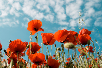 Obraz premium Red poppies