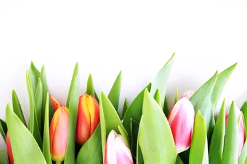 Möbelaufkleber Tulpen © Pixxs