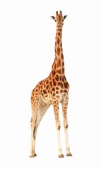 Obraz premium Afrique, la girafe...