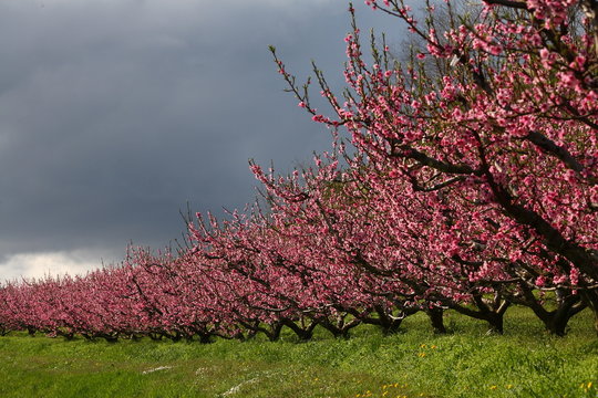 peschi in fiore, Emilia Romagna