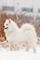 Samoyed