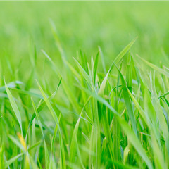 Grass background - selective focus.