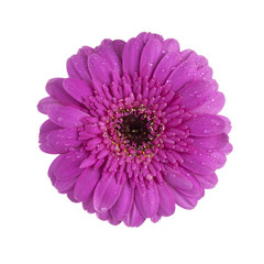 purple gerbera daisy flower isolated