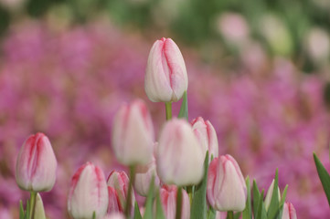 Fototapeta premium Tulpen