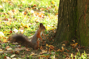 squirrel in the autumn forest