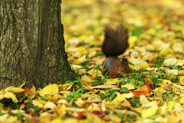 squirrel in the autumn forest