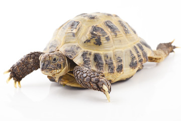 Tortoise