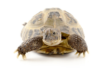 Tortoise