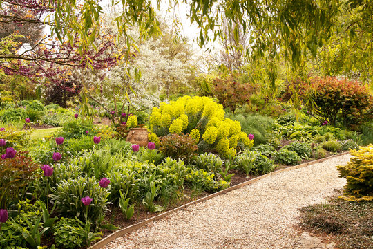 Yellow Euphorbia and mauve tulips in early Springtime