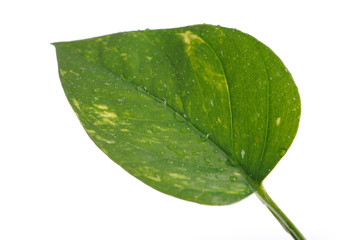 Fototapeta na wymiar części mokrej liścia samodzielnie na białym tle
