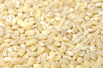 Pearl Barley Close-up
