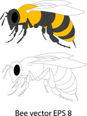 Detailed vector illustration of a honey bee in EPS8 format
