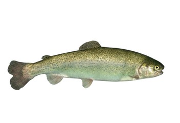 alive trout