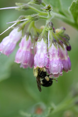 Bumble bee sucking honey from spring time flowers