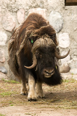Musk-ox