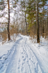 road in the winter forest