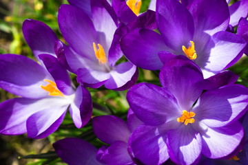 Fototapeta na wymiar Sunshine Wiosny na purpurowy krokusy