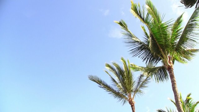 Two Palm Trees in the Wind