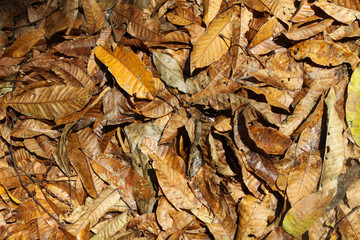 Dried leaf, Many of dried leafs on the ground.