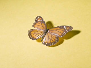 Naklejka na ściany i meble Butterfly