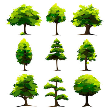 Set of Tree