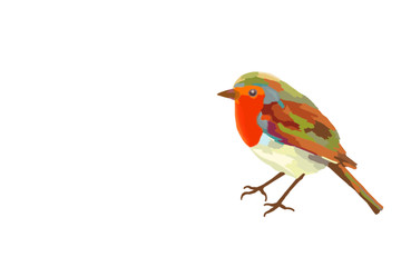 Robin illustration