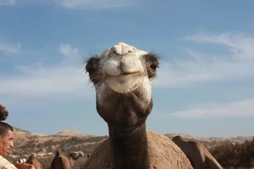 Crédence de cuisine en verre imprimé Chameau visage de chameau