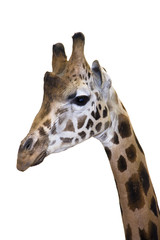 Head of a Rotschild giraffe (Giraffa camelopardalis rotschildi)